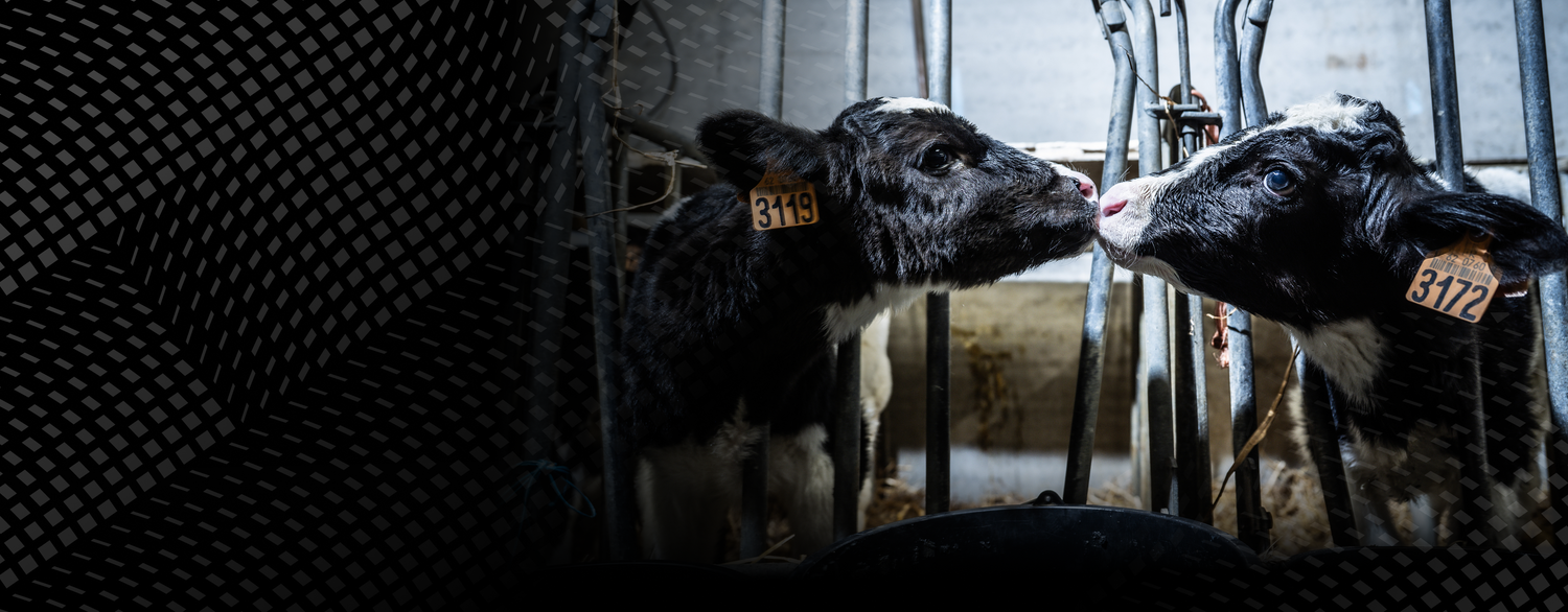 <p>De la ferme <br/>au shaker</p>